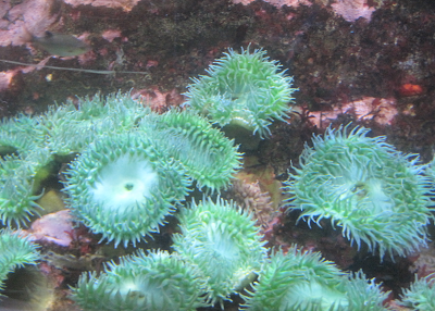 Green anemones