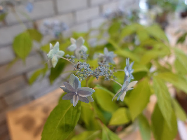 鳥取県西伯郡南部町鶴田　とっとり花回廊　ヤマアジサイ(山紫陽花)