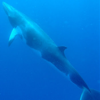 Ballena mink antártica Balaenoptera bonaerensis