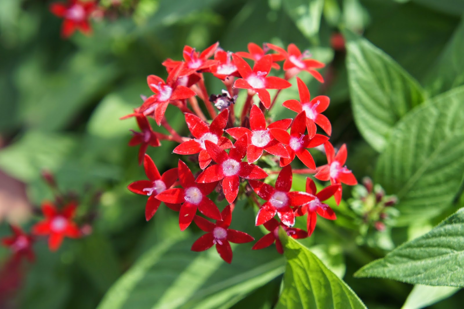 Living In Nature 五星花 星形花pentas Star Cluster