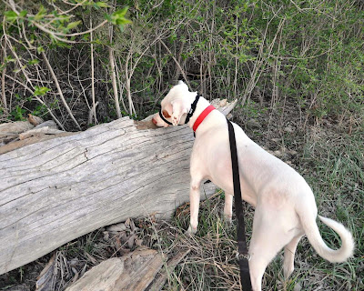 Ziggy chews on a giant log