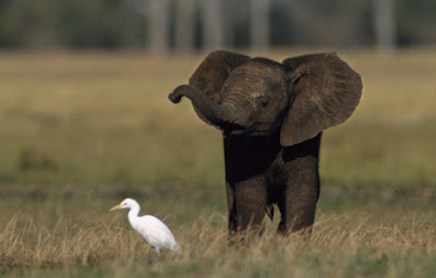 Baby Elephants Pictures on Cute Small Baby Elephant Pictures