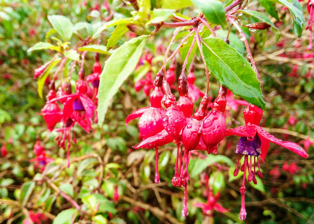 red fuschia flowers 