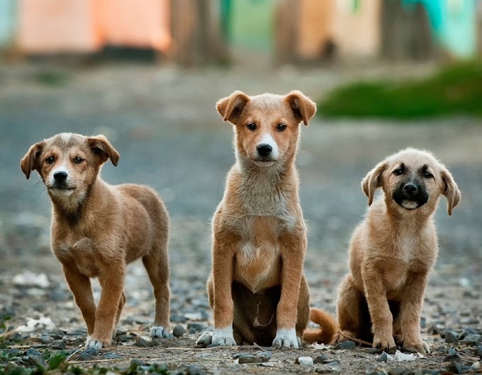Cachorros podem reconhecer pessoas ‘não confiáveis’, confirma estudo