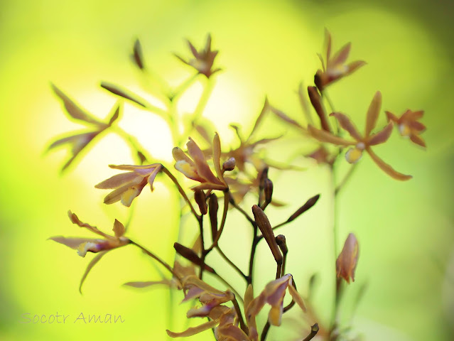 Lecanorchis japonica