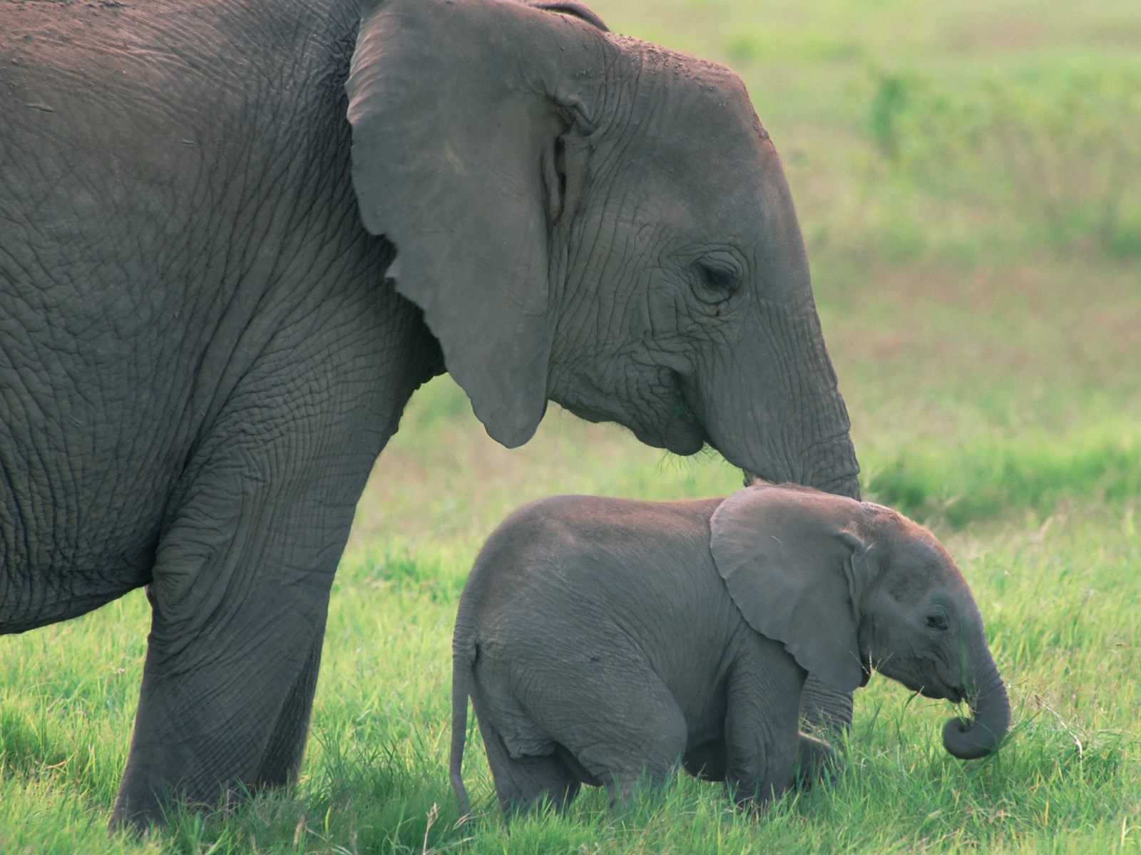 elefanti+inteligenti cutest 10 baby elephants wallpapres 