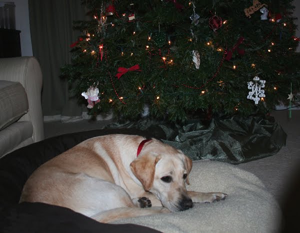 our big christmas tree in the background, with Cabana laying cozy on her bed in front of it