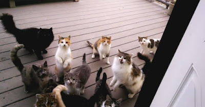 Hombre tiene un coro de gatos cantando en su puerta todos los días