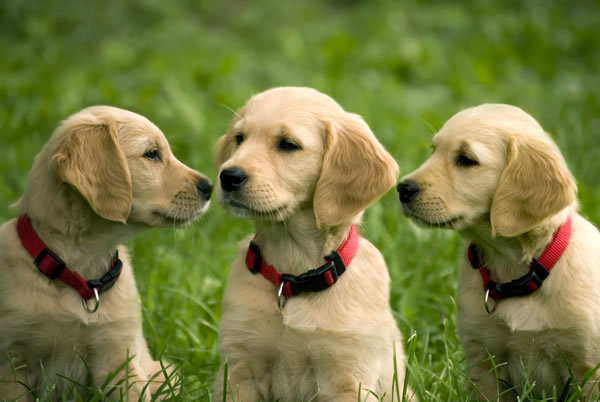 golden retriever puppy cute. hairstyles CUTE GOLDEN