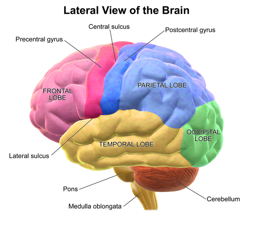 Lateral view of the brain, with the different lobes labelled