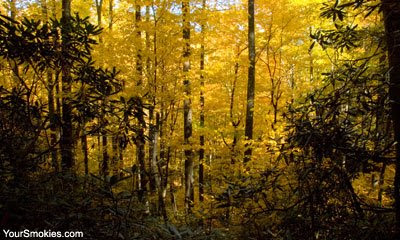 trees showing yellow fall colors in the Smoky Mountains