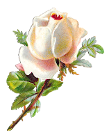 rose flower floral shabby chic image clipart digital download