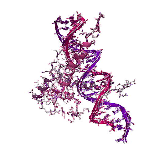 The basic/helix-loop-helix/leucine zipper (b/HLH/Z) transcription factor upstream stimulatory factor (USF)
