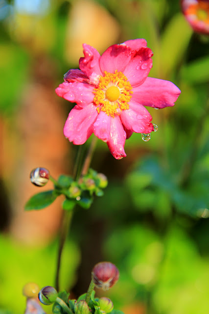 Pink Flower - Nature Photography by Mademoiselle Mermaid