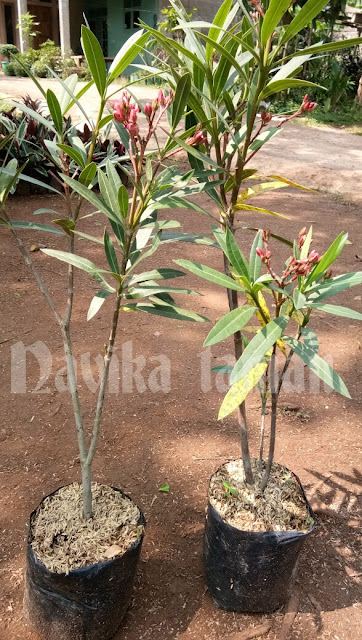 JUAL POHON NERIUM OLEANDER | TANAMAN BUNGA | JUAL TANAMAN HIAS ONLINE | JASA TUKANG TAMAN