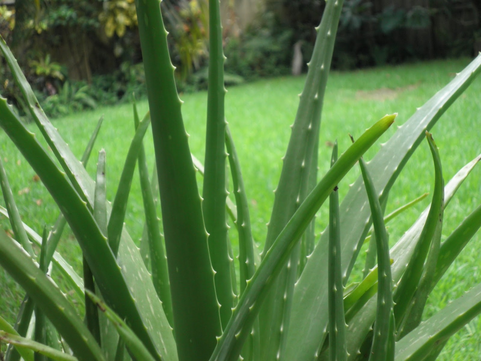 Manzanilla Miel Aloe Vera Remedios De Siempre Y Plantas