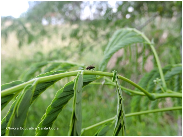 Mosca en una rama verde - Chacra Educativa Santa Lucía