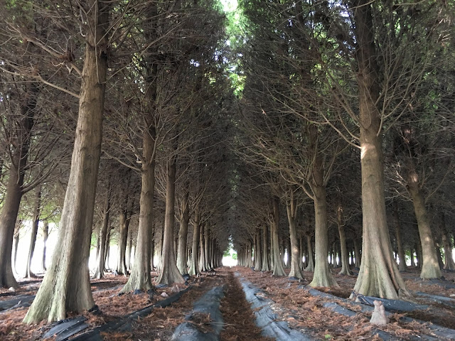 bald cypress forest, Liujia, Tainan, Taiwan