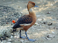 Fulvous Whistling Duck – Scotland Neck, NC – Nov. 2009 – photo by Dick Daniels