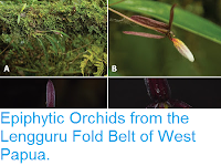 https://sciencythoughts.blogspot.com/2016/04/epiphytic-orchids-from-lengguru-fold.html