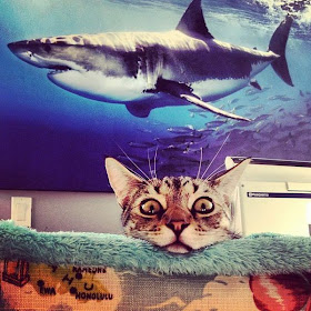 Funny cat pictures part 14, cat and shark