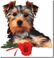 Hund.jjpg