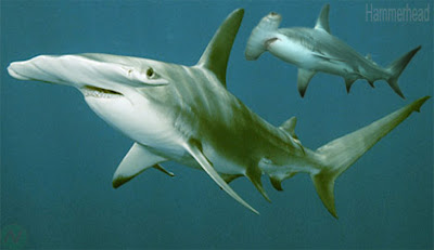 Hammerhead shark sea animal