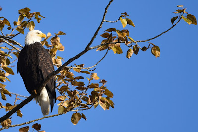 Bald Eagle birdwatching Great Trail BC.