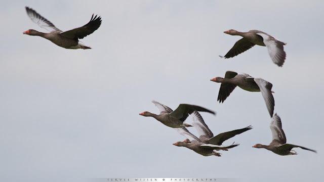 Grauwe Gans - Greylag Goose - Anser anser