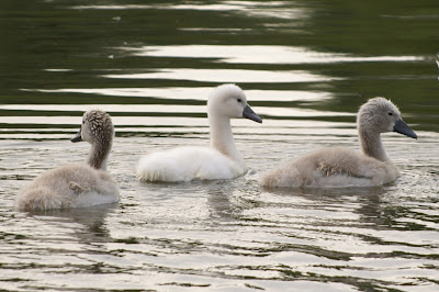 Knobbelswan - Knobbelzwaan - Cygnus olor