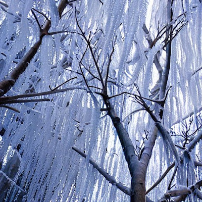 Ice on trees