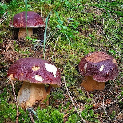 Boletus pinophilus