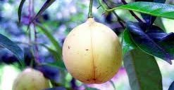 Khasiat Pala dan Daun Pala Wedang Uwuh Angkringan Jogja Khasiat Pala dan Daun Pala Wedang Uwuh Angkringan Jogja
