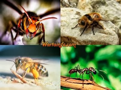5 Jenis Serangga yang Wajib Anda Takuti dan Hindari
