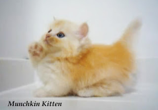 Munchkin Cat Kitten