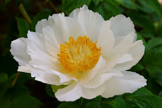 Peony