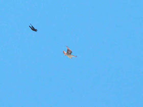 Crow chasing Osprey