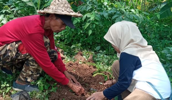 SMA 11 Yogyakarta Serahkan 520 Bibit Tanaman dalam Kegiatan Kemah Hijau di Dewi Tinalah