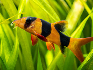 gambar foto ikan botia