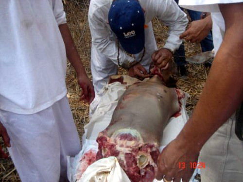Heboh Foto Aliran Sesat, Membunuh Dan Berpesta Memakan Daging Manusia [ www.BlogApaAja.com ]