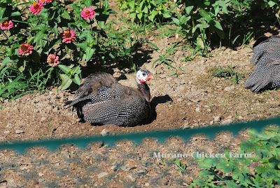 Guinea dust bathing in the garden