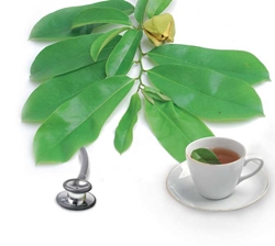 khasiat dan manfaat teh daun sirsak