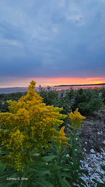 Beautiful Sunset sky over the bay and the yellow flowers