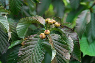 Рябина Хемсли / Гриффитария Хемсли (Sorbus hemsleyi, =Griffitharia hemsleyi)