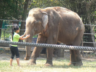 Asian Elephant (Elephas maximus)