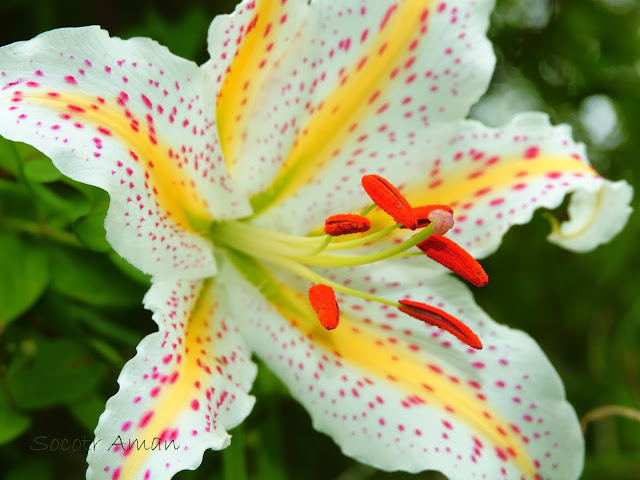 Lilium auratum