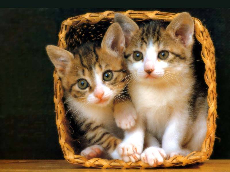 Beautiful Cats in Basket