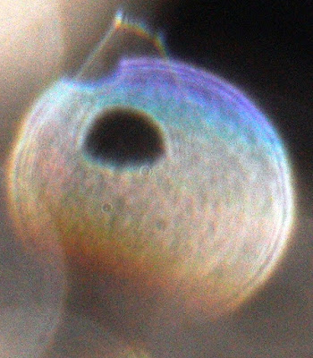semi-oval orb hole