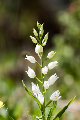 Cephalanthera longifolia, the narrow-leaved helleborine