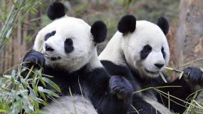 Contoh Descriptive Text Tentang Hewan panda
